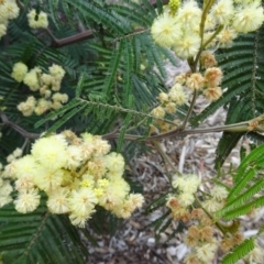 Acacia mearnsii at Molonglo Valley, ACT - 29 Nov 2018 10:48 AM