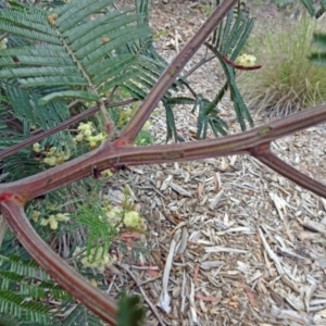 Acacia mearnsii at Molonglo Valley, ACT - 29 Nov 2018