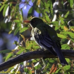 Oriolus sagittatus (Olive-backed Oriole) at Mulligans Flat - 24 Nov 2018 by BIrdsinCanberra