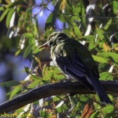 Oriolus sagittatus at Amaroo, ACT - 25 Nov 2018