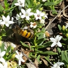 Radumeris tasmaniensis at Molonglo Valley, ACT - 6 Dec 2018