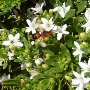 Eumeninae (subfamily) at Molonglo Valley, ACT - 29 Nov 2018