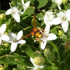 Eumeninae (subfamily) at Molonglo Valley, ACT - 29 Nov 2018