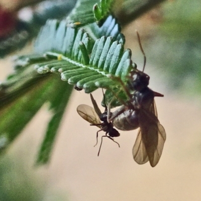 Iridomyrmex purpureus (Meat Ant) at Sth Tablelands Ecosystem Park - 28 Nov 2018 by galah681