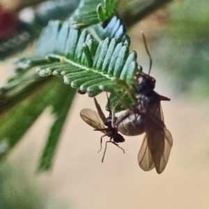 Iridomyrmex purpureus at Molonglo Valley, ACT - 29 Nov 2018