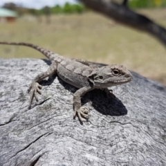 Amphibolurus muricatus (Jacky Lizard) at QPRC LGA - 29 Nov 2018 by RobSpeirs