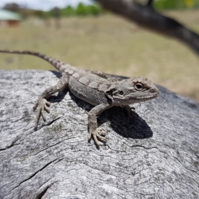 Amphibolurus muricatus (Jacky Lizard) at QPRC LGA - 29 Nov 2018 by RobSpeirs