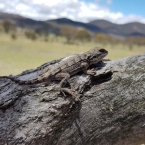 Amphibolurus muricatus at Royalla, NSW - 29 Nov 2018