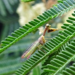 Mantispidae (family) (Unidentified mantisfly) at Molonglo Valley, ACT - 28 Nov 2018 by galah681