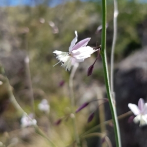 Arthropodium milleflorum at Googong, NSW - 29 Nov 2018 02:49 PM