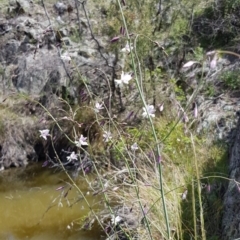 Arthropodium milleflorum at Googong, NSW - 29 Nov 2018 02:49 PM