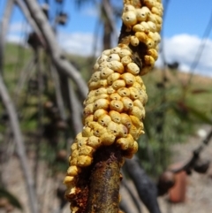 Eriococcus confusus (Gumtree scale) at Molonglo Valley, ACT - 29 Nov 2018 by galah681