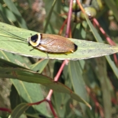 Ellipsidion australe (Austral Ellipsidion cockroach) at Molonglo Valley, ACT - 28 Nov 2018 by galah681