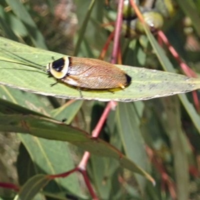 Ellipsidion australe (Austral Ellipsidion cockroach) at Molonglo Valley, ACT - 29 Nov 2018 by galah681