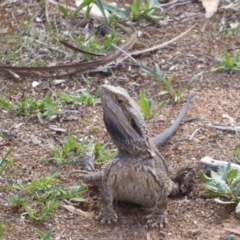 Pogona barbata (Eastern Bearded Dragon) at Hughes Grassy Woodland - 29 Nov 2018 by JackyF