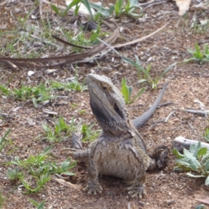 Pogona barbata at Hughes, ACT - 29 Nov 2018