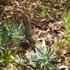 Pogona barbata at Hughes, ACT - suppressed