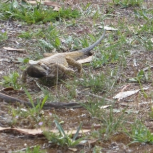 Pogona barbata at Hughes, ACT - 29 Nov 2018