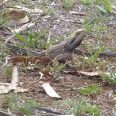 Pogona barbata at Hughes, ACT - suppressed