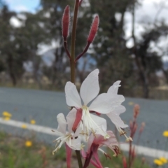 Oenothera lindheimeri (Clockweed) at Gordon, ACT - 29 Nov 2018 by MichaelBedingfield