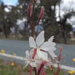 Oenothera lindheimeri (Clockweed) at Gordon, ACT - 29 Nov 2018 by michaelb