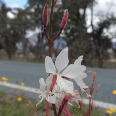 Oenothera lindheimeri (Clockweed) at Gordon, ACT - 29 Nov 2018 by MichaelBedingfield