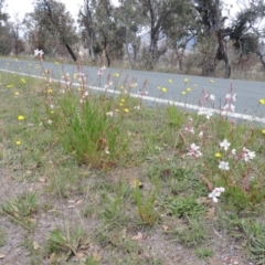 Oenothera lindheimeri at Gordon, ACT - 29 Nov 2018