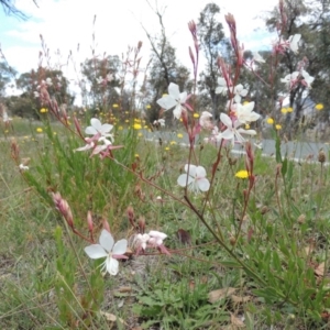 Oenothera lindheimeri at Gordon, ACT - 29 Nov 2018 12:24 PM