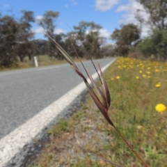 Themeda triandra (Kangaroo Grass) at Lanyon - northern section - 29 Nov 2018 by michaelb