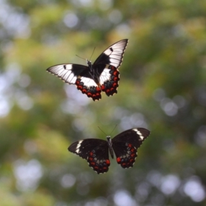 Papilio aegeus at Acton, ACT - 27 Nov 2018