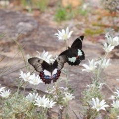 Papilio aegeus at Acton, ACT - 27 Nov 2018