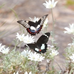 Papilio aegeus at Acton, ACT - 27 Nov 2018 11:54 AM