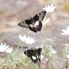 Papilio aegeus at Acton, ACT - 27 Nov 2018