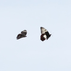 Papilio aegeus at Acton, ACT - 27 Nov 2018