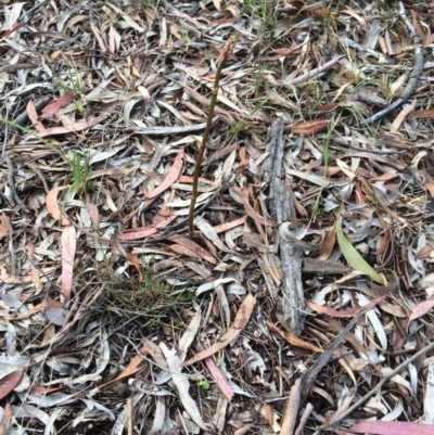 Dipodium roseum (Rosy Hyacinth Orchid) at Watson, ACT - 28 Nov 2018 by petersan