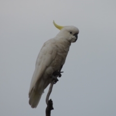 Cacatua galerita (Sulphur-crested Cockatoo) at Lanyon - northern section A.C.T. - 28 Nov 2018 by michaelb