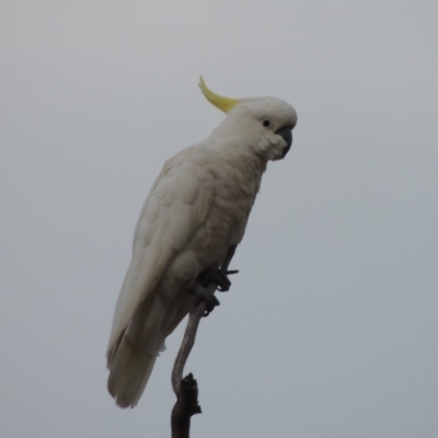 Cacatua galerita (Sulphur-crested Cockatoo) at Gordon, ACT - 29 Nov 2018 by MichaelBedingfield