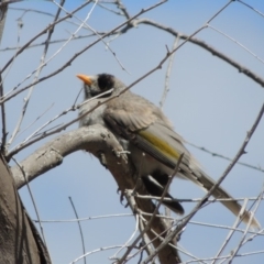 Manorina melanocephala (Noisy Miner) at Gordon, ACT - 29 Nov 2018 by michaelb