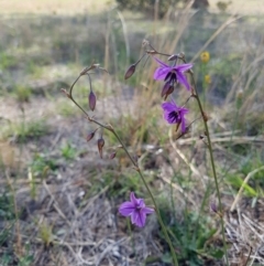 Arthropodium fimbriatum (Nodding Chocolate Lily) at Paddys River, ACT - 29 Nov 2018 by rangerstacey