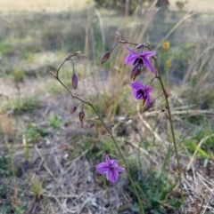 Arthropodium fimbriatum (Chocolate Lily) at Paddys River, ACT - 29 Nov 2018 by rangerstacey