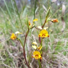 Diuris semilunulata (Late Leopard Orchid) at Tennent, ACT - 18 Nov 2018 by rangerstacey