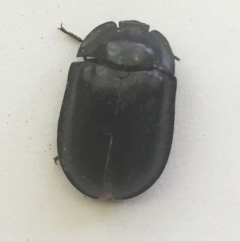 Pterohelaeus piceus (Pie-dish beetle) at Hughes Garran Woodland - 30 Nov 2018 by ruthkerruish