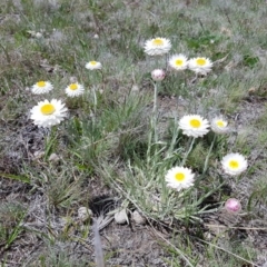 Leucochrysum sp. (A Sunray) at Mount Clear, ACT - 17 Nov 2018 by rangerstacey