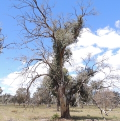 Eucalyptus blakelyi (Blakely's Red Gum) at Gordon, ACT - 29 Nov 2018 by michaelb