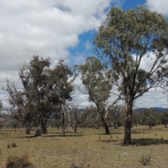 Eucalyptus blakelyi at Gordon, ACT - 29 Nov 2018