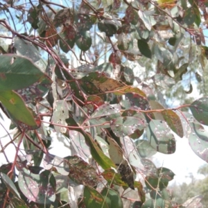 Eucalyptus blakelyi at Gordon, ACT - 29 Nov 2018