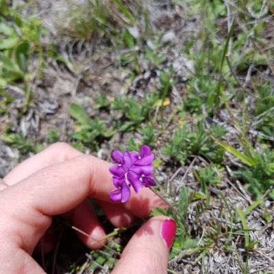 Swainsona behriana (Behr's Swainson-Pea) at Mount Clear, ACT - 17 Nov 2018 by rangerstacey