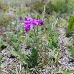 Swainsona behriana at Mount Clear, ACT - 17 Nov 2018 12:37 PM