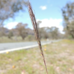 Bothriochloa macra (Red Grass, Red-leg Grass) at Lanyon - northern section A.C.T. - 29 Nov 2018 by michaelb