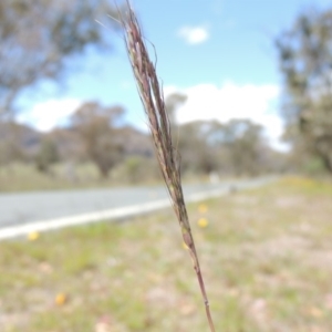 Bothriochloa macra at Gordon, ACT - 29 Nov 2018